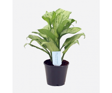 Aglaonema Silver Queen - Chinese Evergreen