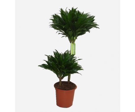 Dracaena Compacta Green 2PP - Dragon Plant