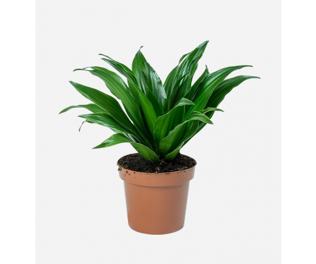 Dracaena Compacta Green Head - Dragon Plant