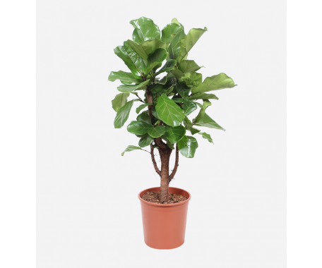 Ficus Lyrata Branched