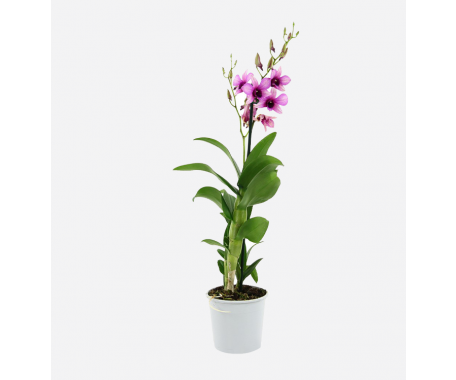 Orchid Dendrobium - Nobile Dendrobium